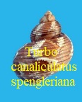 Turbo canaliculatus spengleriana, Gmelin 1791